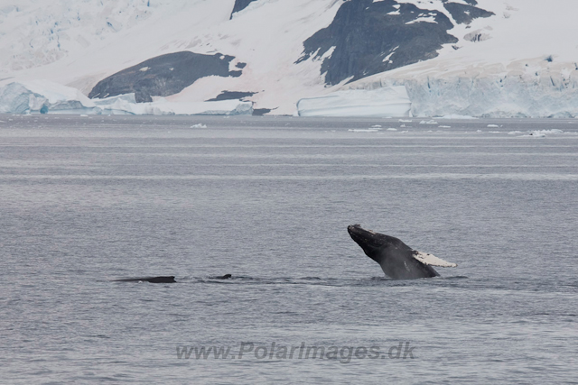 Humpback Whale breaching, Gerlache Strait_MG_8839