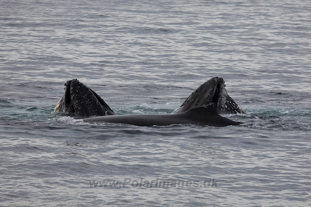 Humpback Whale feeding, Gerlache Strait_MG_8810