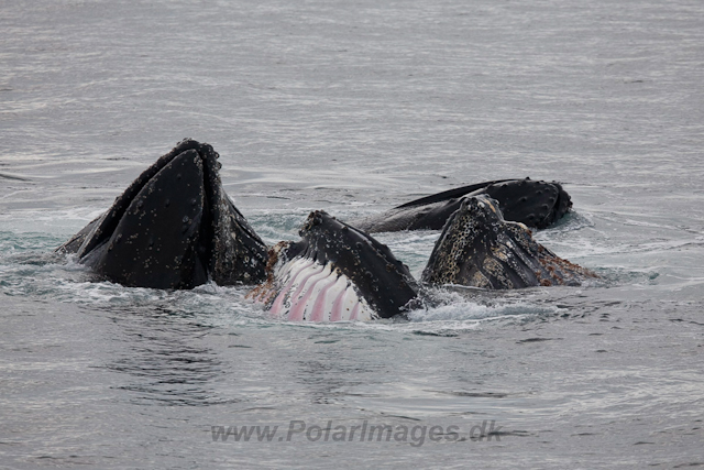 Humpback Whale feeding, Gerlache Strait_MG_8822