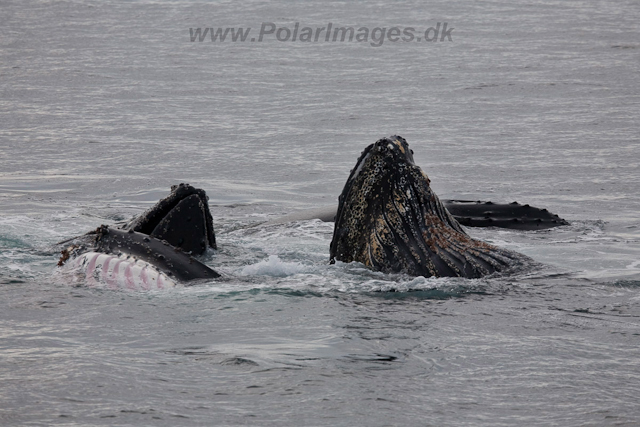 Humpback Whale feeding, Gerlache Strait_MG_8825