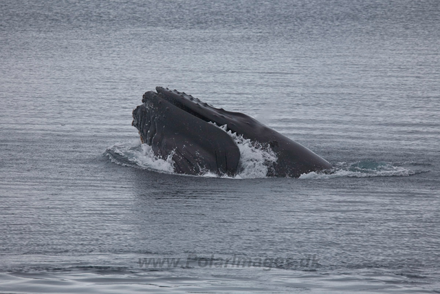 Humpback Whale feeding_MG_0083