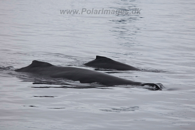 Humpback Whale mother and calf_MG_0068