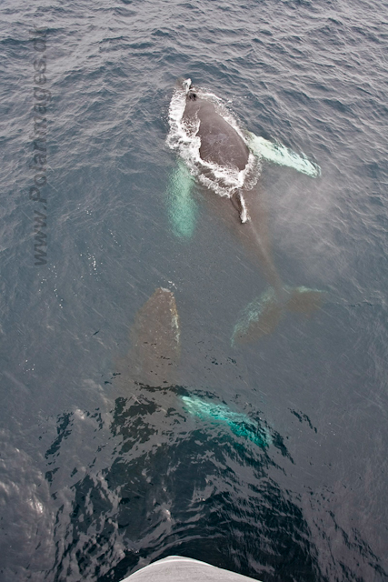 Humpback Whales_MG_9431