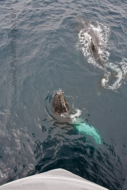 Humpback Whales_MG_9434