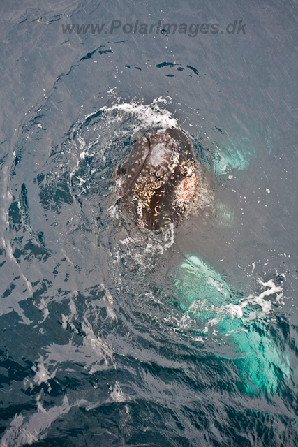 Humpback Whales_MG_9436