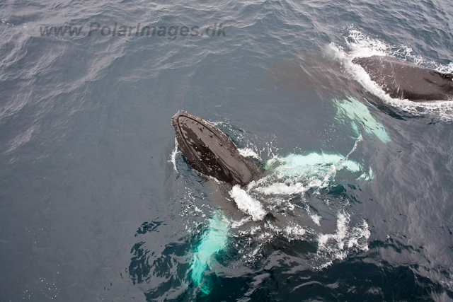 Humpback Whales_MG_9462