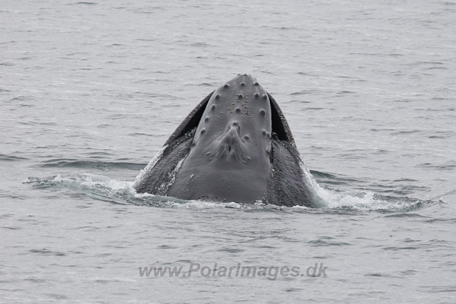 Humpback Whales, Wilhelmina Bay-9180