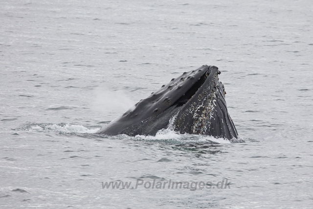 Humpback Whales, Wilhelmina Bay_MG_9177