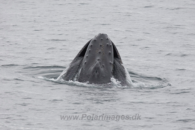 Humpback Whales, Wilhelmina Bay_MG_9179