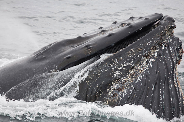 Humpback Whales, Wilhelmina Bay_MG_9193