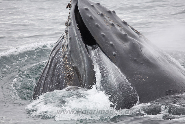 Humpback Whales, Wilhelmina Bay_MG_9200