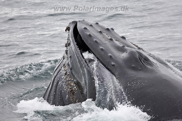 Humpback Whales, Wilhelmina Bay_MG_9201