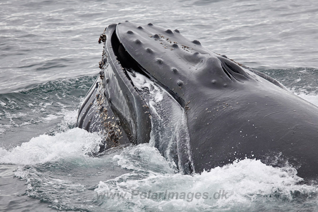 Humpback Whales, Wilhelmina Bay_MG_9202