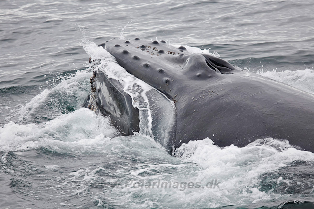 Humpback Whales, Wilhelmina Bay_MG_9203