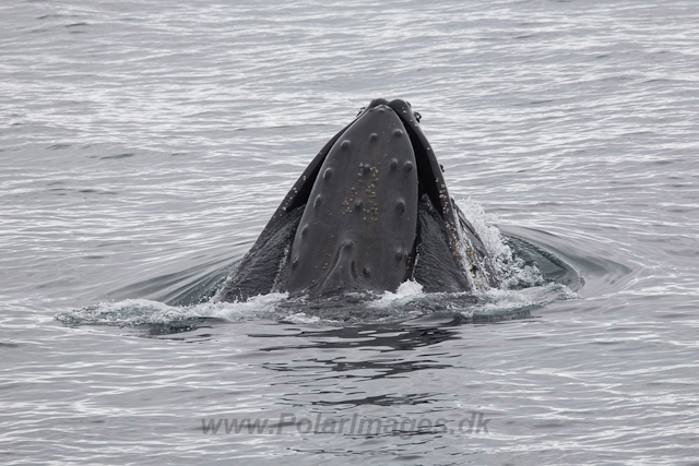 Humpback Whales, Wilhelmina Bay_MG_9205