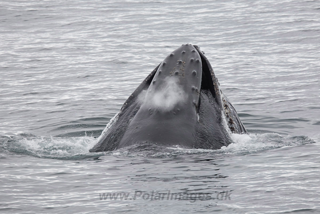 Humpback Whales, Wilhelmina Bay_MG_9206