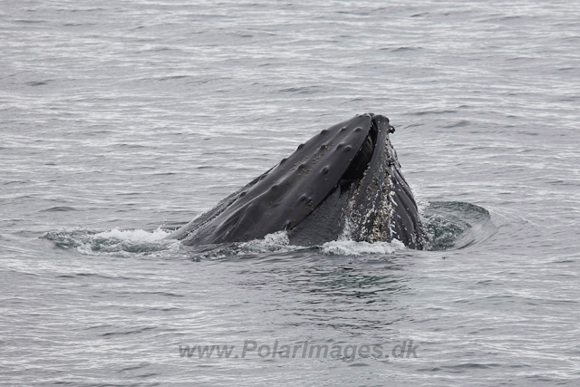Humpback Whales, Wilhelmina Bay_MG_9212