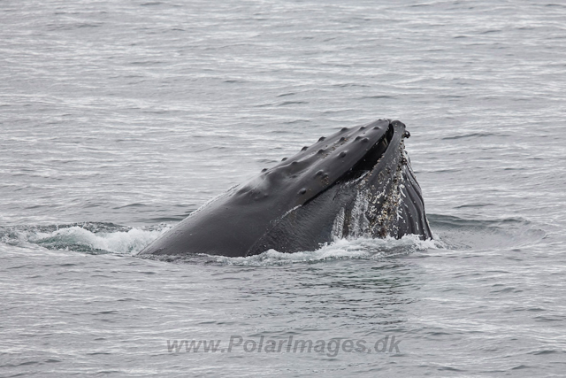 Humpback Whales, Wilhelmina Bay_MG_9213