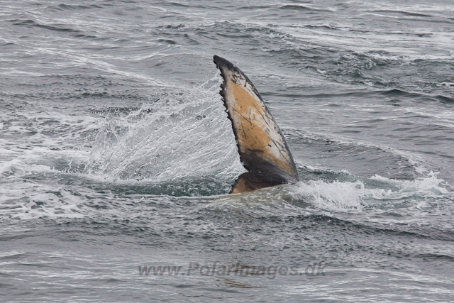 Humpback Whales, Wilhelmina Bay_MG_9214