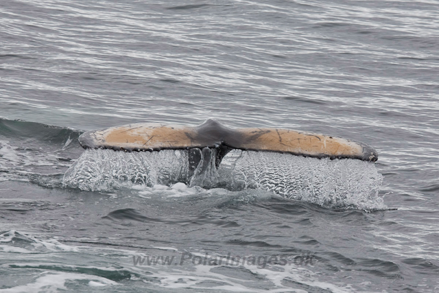 Humpback Whales, Wilhelmina Bay_MG_9215