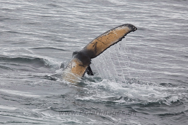 Humpback Whales, Wilhelmina Bay_MG_9216