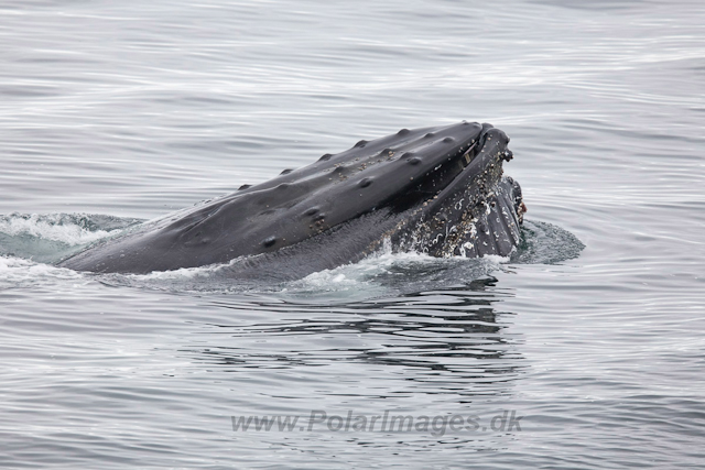 Humpback Whales, Wilhelmina Bay_MG_9238