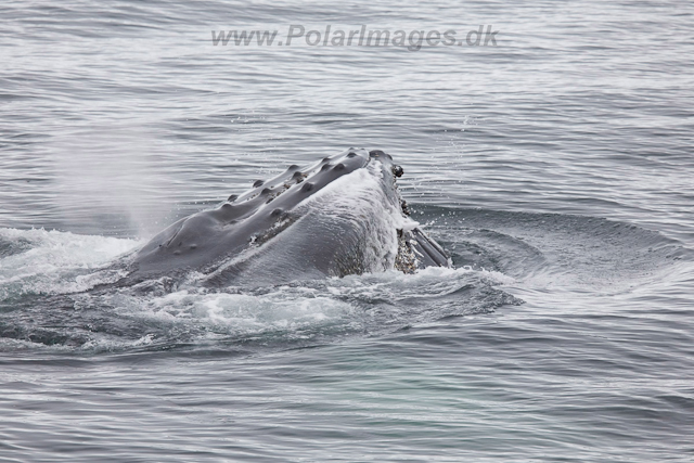 Humpback Whales, Wilhelmina Bay_MG_9241