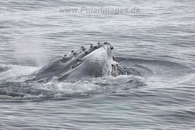 Humpback Whales, Wilhelmina Bay_MG_9241