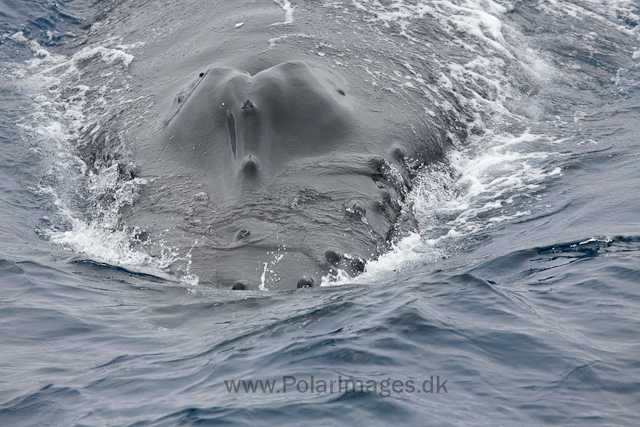 Humpback whale_MG_0861