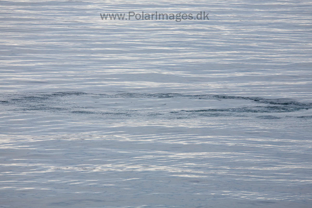 Humpback whale bubble net, off Livingston Island_MG_3753