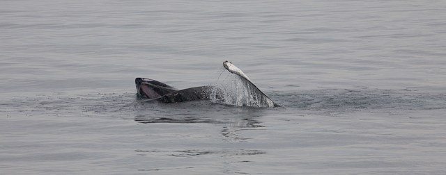 Humpback whale feeding on krill, off Livingston Island_MG_3730