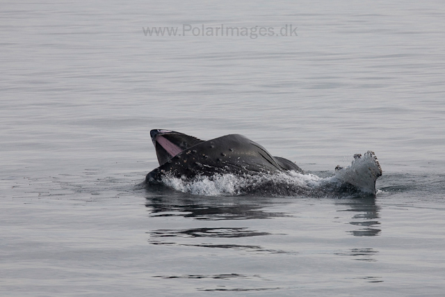Humpback whale feeding on krill, off Livingston Island_MG_3731