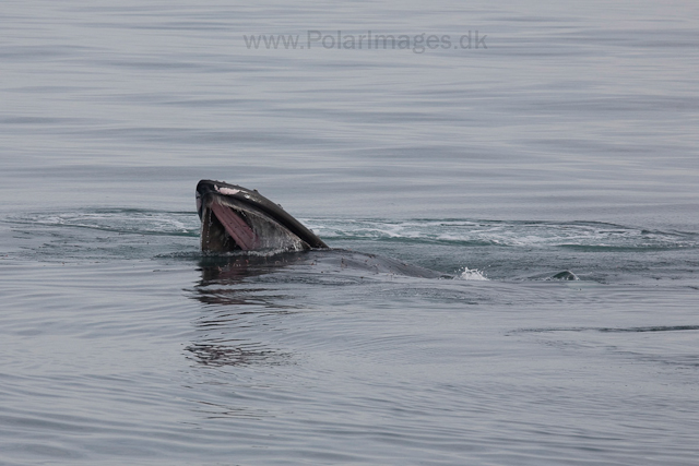 Humpback whale feeding on krill, off Livingston Island_MG_3734