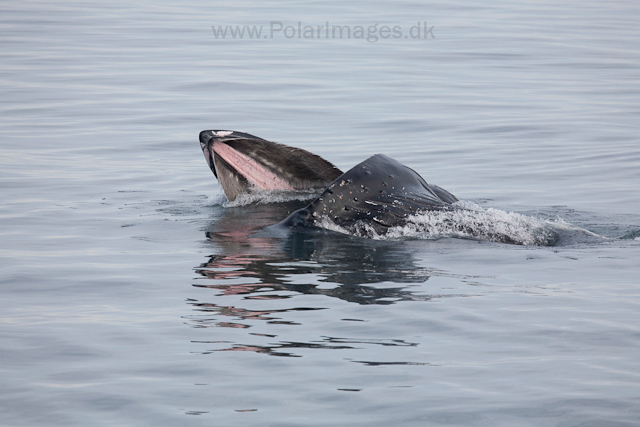 Humpback whale feeding on krill, off Livingston Island_MG_3736