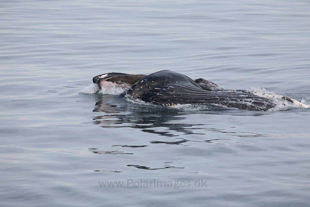 Humpback whale feeding on krill, off Livingston Island_MG_3737