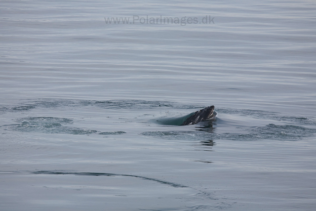 Humpback whale feeding on krill, off Livingston Island_MG_3748