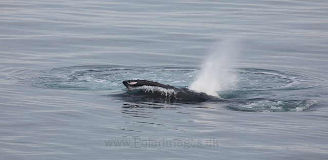 Humpback whale feeding on krill, off Livingston Island_MG_3752