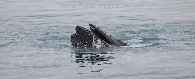 Humpback whale feeding on krill, off Livingston Island_MG_3757