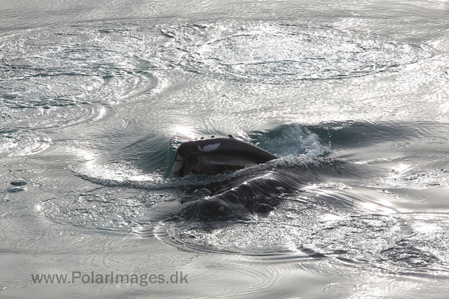 Humpback whale feeding on krill, off Livingston Island_MG_3770