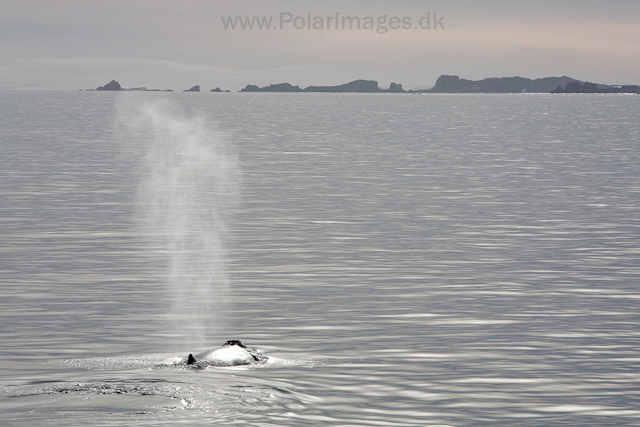 Humpback whale off Livingston Island_MG_3797