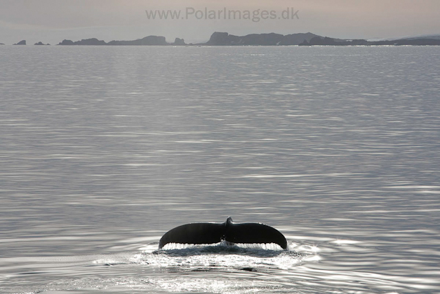 Humpback whale off Livingston Island_MG_3800