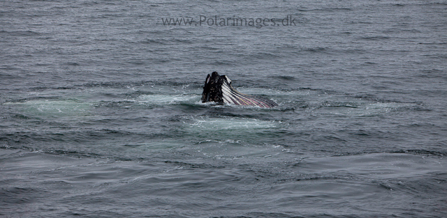 Humpback whales feeding, North Wilhelmina Bay_MG_1704