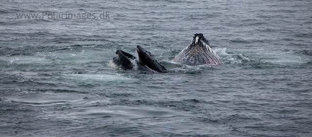 Humpback whales feeding, North Wilhelmina Bay_MG_1711