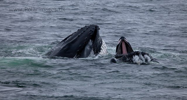 Humpback whales feeding, North Wilhelmina Bay_MG_1740