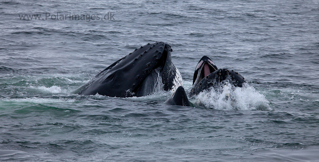 Humpback whales feeding, North Wilhelmina Bay_MG_1741