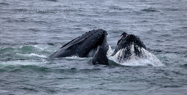 Humpback whales feeding, North Wilhelmina Bay_MG_1742