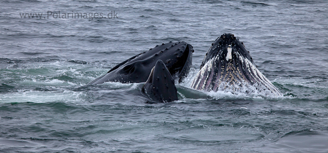 Humpback whales feeding, North Wilhelmina Bay_MG_1743