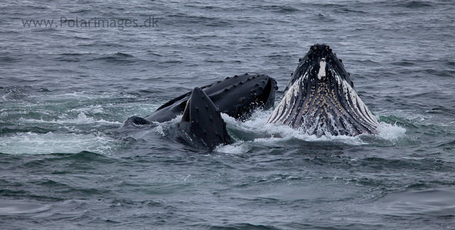 Humpback whales feeding, North Wilhelmina Bay_MG_1744