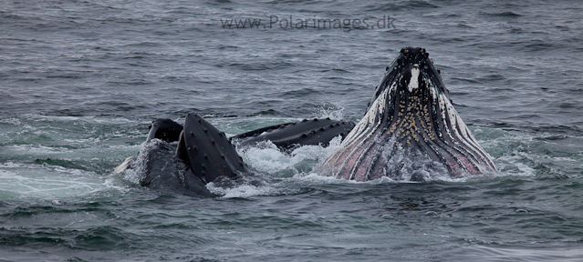 Humpback whales feeding, North Wilhelmina Bay_MG_1745