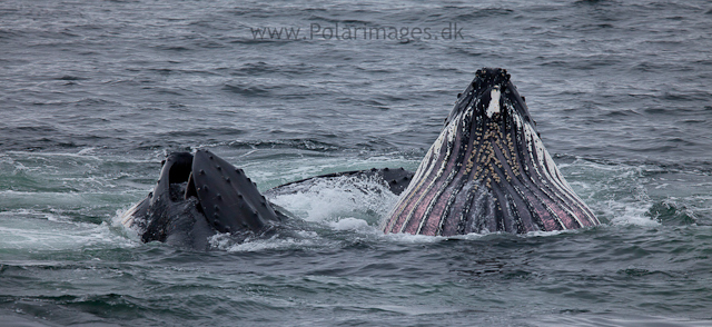 Humpback whales feeding, North Wilhelmina Bay_MG_1746